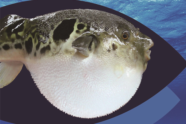 �ȥ�ե��γ�Ҥ�